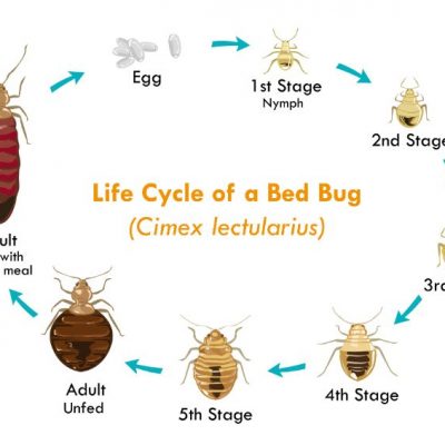 bed bug exterminator Sacramento