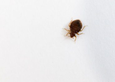 How to Identify Bed Bugs