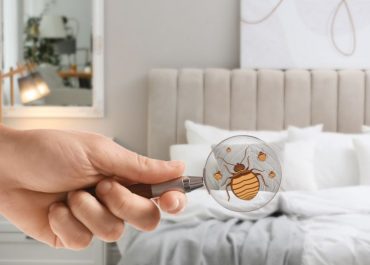 How to Tell if You Have a Bed Bug Problem