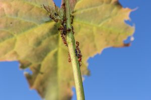 Ants leaf and sky
