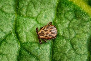 Dermacentor Reticulatus On Green Leaf. Also Known As The Ornate Cow Tick, Ornate Dog Tick, Meadow