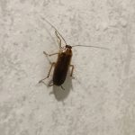 German cockroaches run in the bathroom