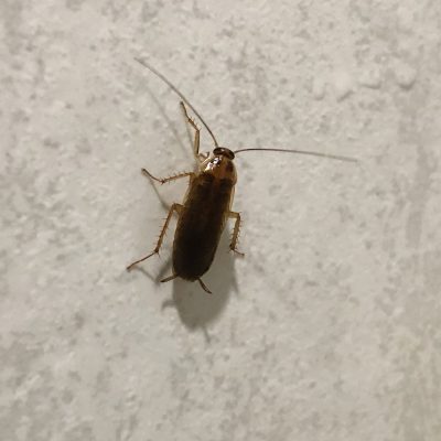 German cockroaches run in the bathroom