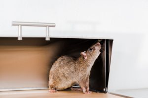little rat in bread box in kitchen