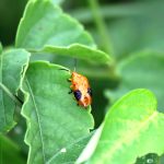 Orange wing beetle on green leaf