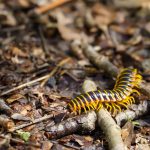 Selective focus shot of a brown centipede on the ground