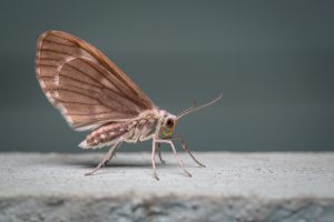 Side photo of a moth perched on the wall