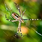 Spider Infestations: Identifying and Treating Common Spider Problems