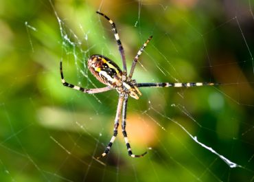Spider Infestations: Identifying and Treating Common Spider Problems