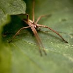Natural Spider Repellents: Safe Alternatives for Spider Control