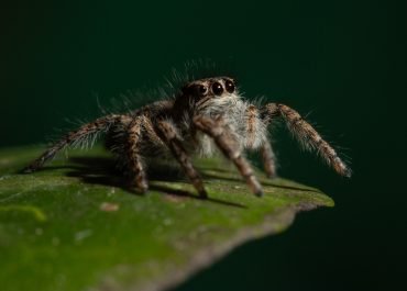Venomous Spiders: Identifying and Dealing with Dangerous Spider Species