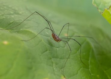 Spider Prevention Techniques: Keeping Your Home Spider-Free