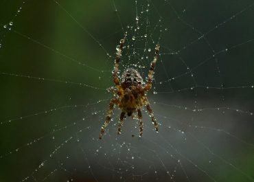 Professional Spider Extermination: When to Call in the Pest Control Experts