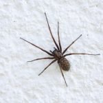 Getting Rid of Spiders: Effective Strategies for Spider Extermination